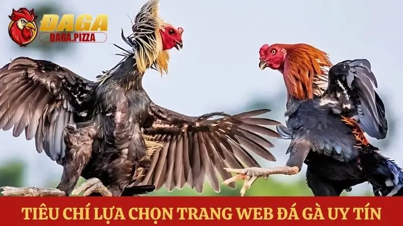 Các trang web đá gà uy tín