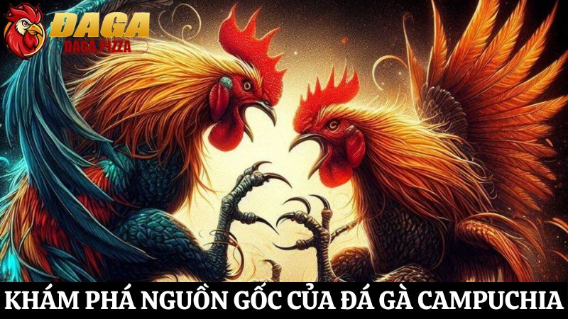 Khám phá đá gà Campuchia – Những bí mật ít người biết Đá gà Campuchia – Những bí mật ít người biết