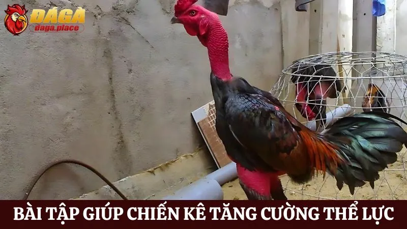 Cách chăm sóc chiến kê đá gà qua các bài tập