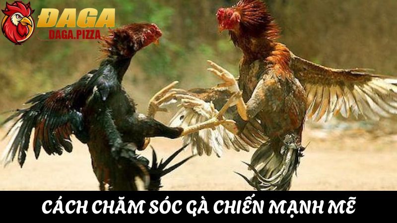 tìm hiểu Đá gà cựa sắt và những điều cần biết 