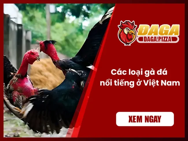 các loại gà đá nổi tiếng ở Việt Nam
