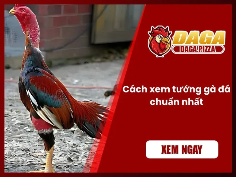 Cách xem tướng gà đá chuẩn nhất