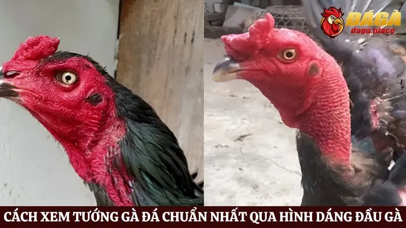 Cách xem tướng gà đá chuẩn nhất - Bí quyết chọn chiến kê Cách xem tướng gà đá chuẩn nhất qua hình dáng đầu