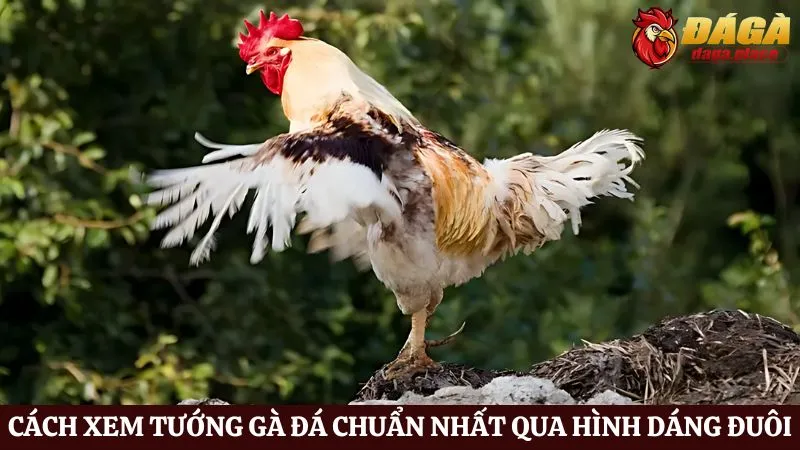 Cách xem tướng gà đá chuẩn nhất - Bí quyết chọn chiến kê Cách xem tướng gà đá chuẩn nhất qua hình dáng đuôi