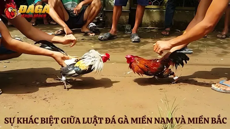 Đá gà miền Nam và miền Bắc: Sự khác biệt về luật 