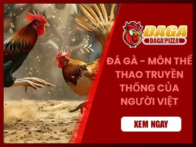 Đá gà – môn thể thao truyền thống của người Việt