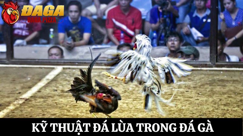 Các kỹ thuật đá gà hiệu quả - Đá lùa 