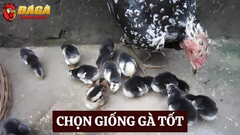 Những bí quyết huấn luyện gà đá hay sư kê mới nên biết Những bí quyết huấn luyện gà đá hiệu quả