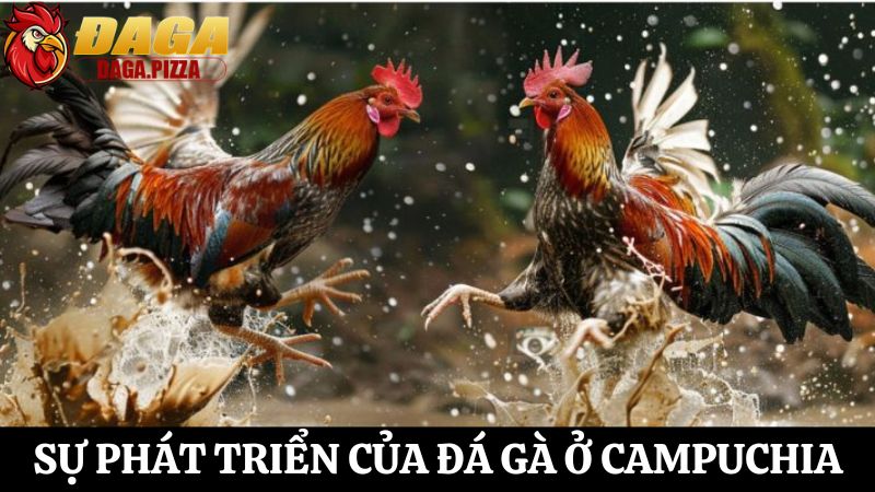 chi tiết Đá gà ở Campuchia: Đặc điểm và sự phát triển