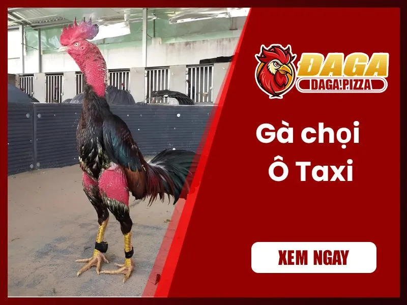 những chiến kê nổi tiếng trong lịch sử đá gà - Gà chọi Ô Taxi 