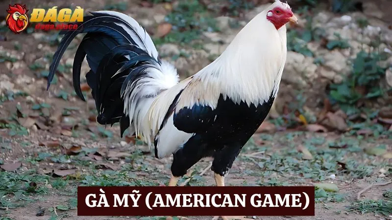 Các loại gà đá nổi tiếng ở Việt Nam sư kê thường chọn các loại gà đá nổi tiếng ở Việt Nam - Gà Mỹ