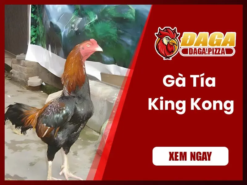 những chiến kê nổi tiếng trong lịch sử đá gà - Tía King Kong