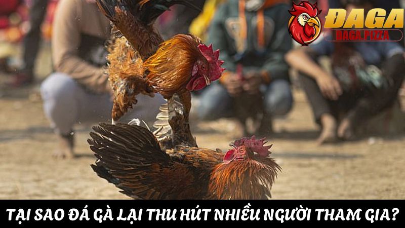 Giải đáp: “Tại sao đá gà lại thu hút người chơi cá cược?” Tại sao đá gà lại thu hút nhiều người tham gia