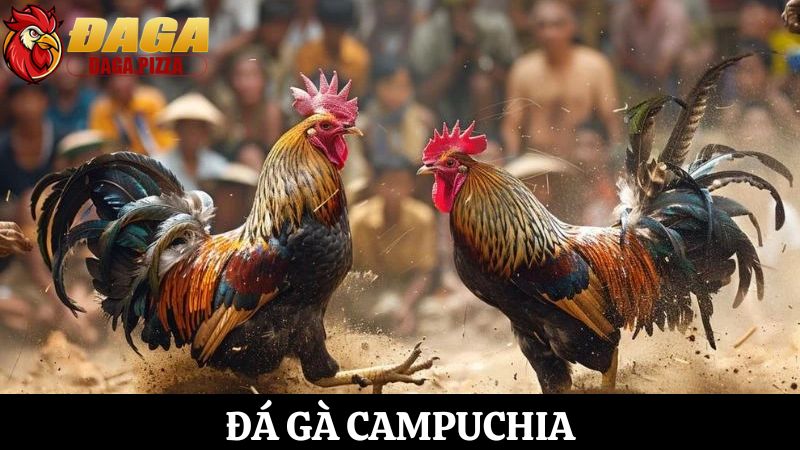 Đá gà ở Campuchia: Đặc điểm và sự phát triển
