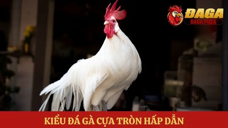 Các kiểu đá gà phổ biến hiện nay khi tham gia đá gà online Các kiểu đá gà phổ biến - cựa tròn