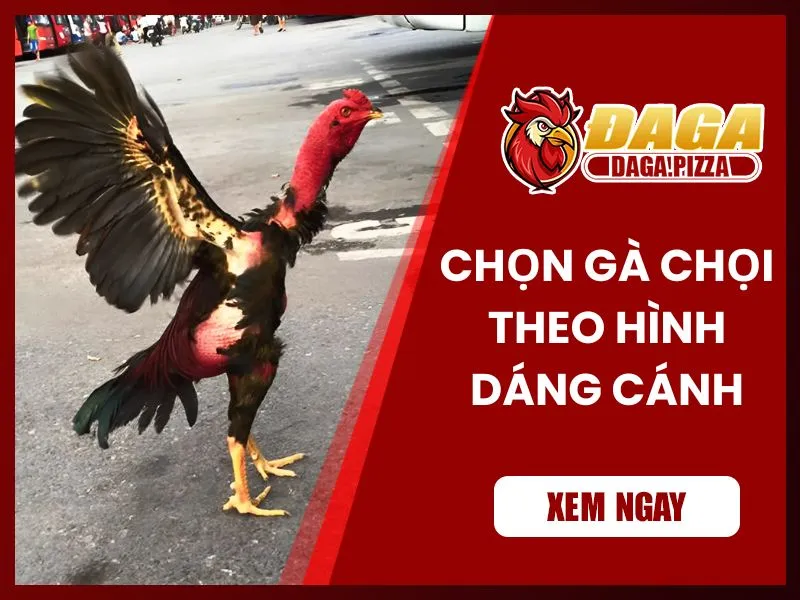 9+ kinh nghiệm chọn gà đá hay không phải ai cũng biết Kinh nghiệm chọn gà đá hay qua hình dáng cánh gà