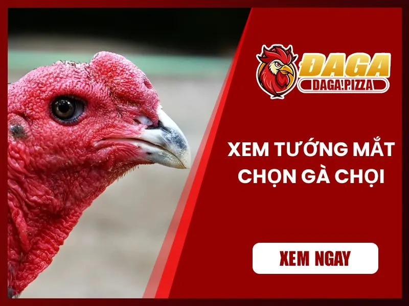 9+ kinh nghiệm chọn gà đá hay không phải ai cũng biết Kinh nghiệm chọn gà đá hay qua tướng mắt