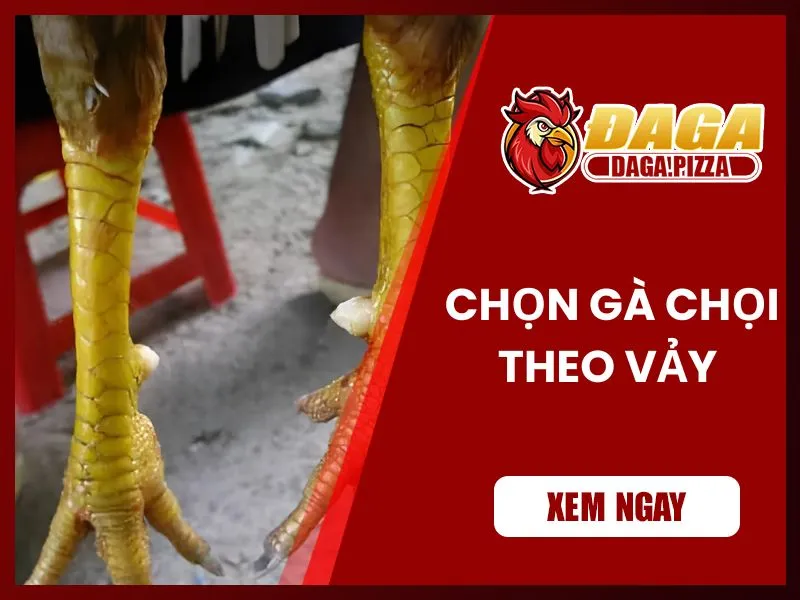 9+ kinh nghiệm chọn gà đá hay không phải ai cũng biết Kinh nghiệm chọn gà đá hay qua vảy chân
