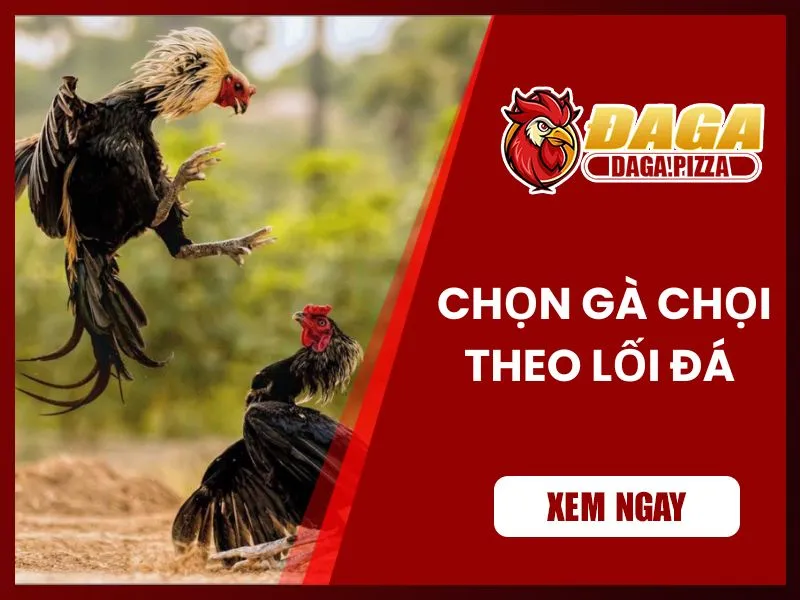 9+ kinh nghiệm chọn gà đá hay không phải ai cũng biết Kinh nghiệm chọn gà đá hay qua lối đá