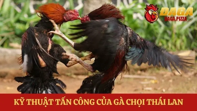 Đá gà Thái Lan: Sự khác biệt và hấp dẫn về Kỹ thuật chiến đấu
