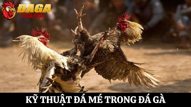 Các kỹ thuật đá gà hiệu quả - đá mé