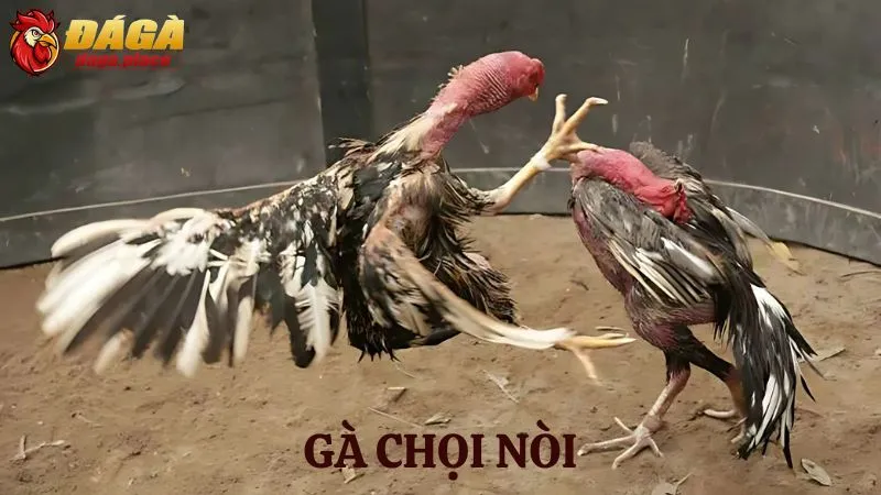Các loại gà đá nổi tiếng ở Việt Nam sư kê thường chọn các loại gà đá nổi tiếng ở Việt Nam - gà chọi nòi