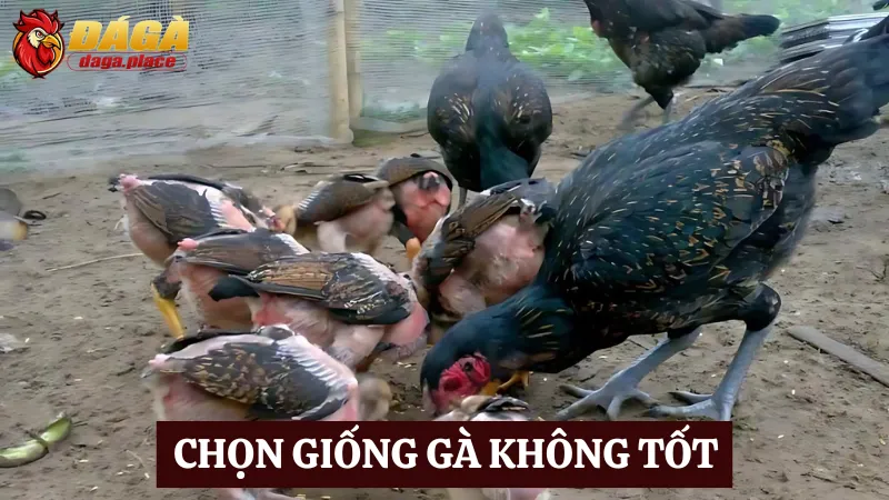 Một trong những sai lầm thường gặp khi nuôi gà đá