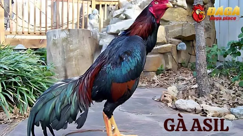 Các loại gà đá nổi tiếng ở Việt Nam sư kê thường chọn các loại gà đá nổi tiếng ở Việt Nam - gà Asil