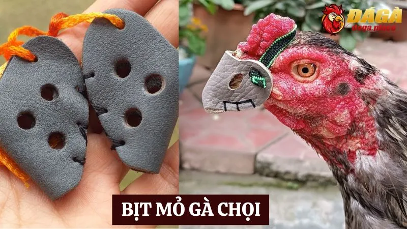 Các dụng cụ hỗ trợ trong đá gà được các sư kê lựa chọn nhiều Các dụng cụ hỗ trợ trong đá gà - bịt mỏ