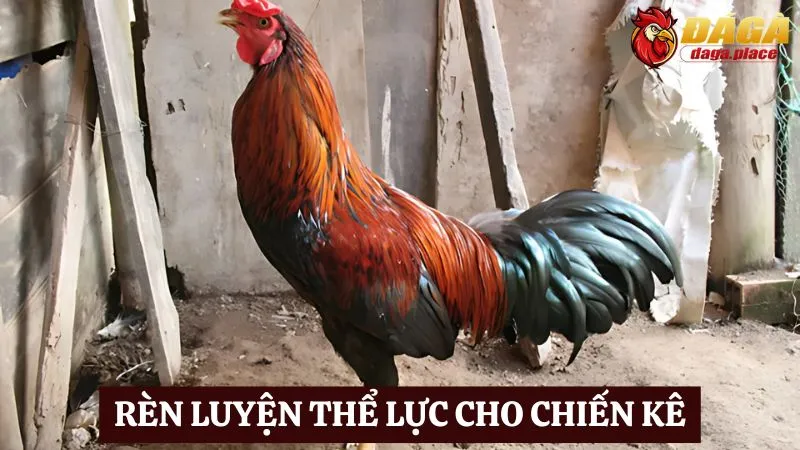 Những bí quyết huấn luyện gà đá hay sư kê mới nên biết Những bí quyết huấn luyện gà đá