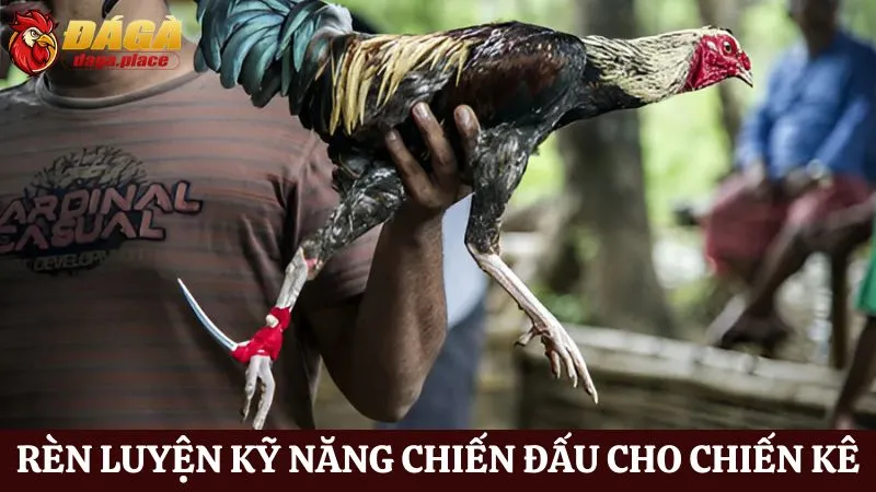 Những bí quyết huấn luyện gà đá hay sư kê mới nên biết Những bí quyết huấn luyện gà đá tăng khả năng chiến đấu