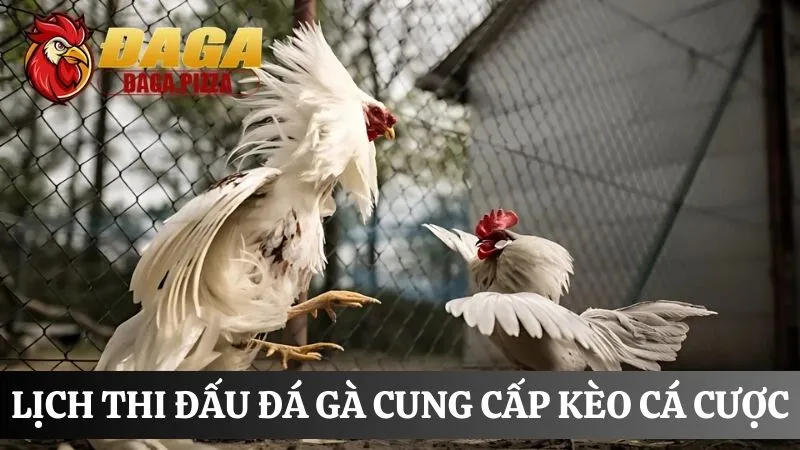 Lịch thi đấu đá gà cập nhật kèo cá cược 