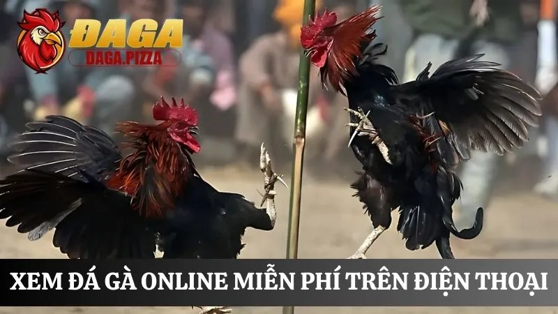 tìm hiểu Đá gà online: Nơi cá cược an toàn