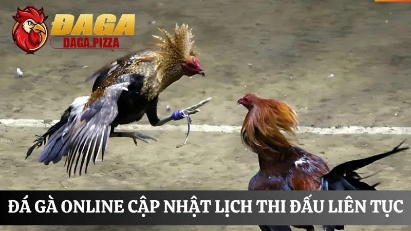 điểm Đá gà online: Nơi cá cược an toàn