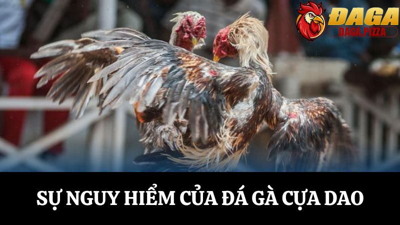 Khám phá về Đá gà cựa dao: Sự nguy hiểm và hấp dẫn