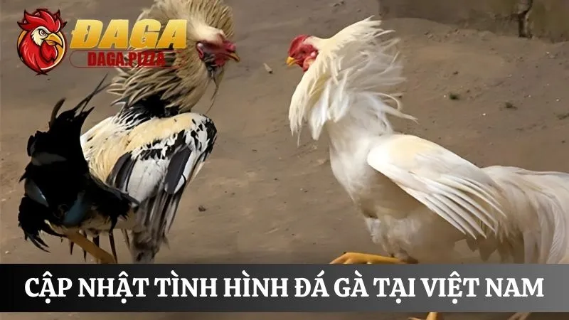 Cập nhật Tính pháp lý của đá gà ở Việt Nam