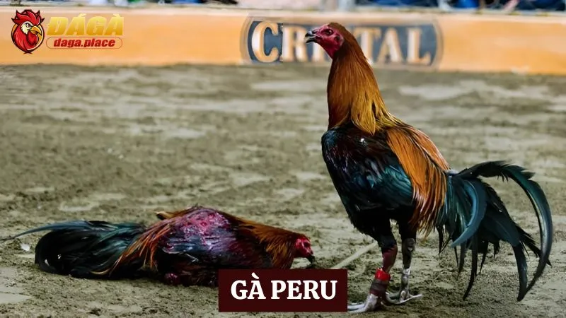 Các loại gà đá nổi tiếng ở Việt Nam sư kê thường chọn các loại gà đá nổi tiếng ở Việt Nam - gà Peru