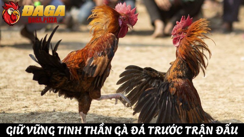 Bí quyết chăm sóc sức khỏe cho gà đá trước trận đấu chi tiết Chăm sóc sức khỏe cho gà đá trước trận đấu hiệu quả