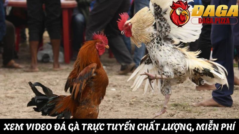Giải đáp: “Tại sao đá gà lại thu hút người chơi cá cược?” thắc mắc Tại sao đá gà lại thu hút nhiều người tham gia