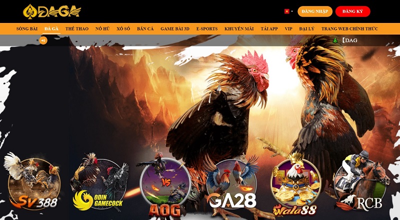 Daga ⭐️ Nhà Cái DAGA Đá Gà Trực Tiếp Uy Tín #1 Châu Á Đá gà Daga